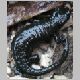 Salamander1.jpg
